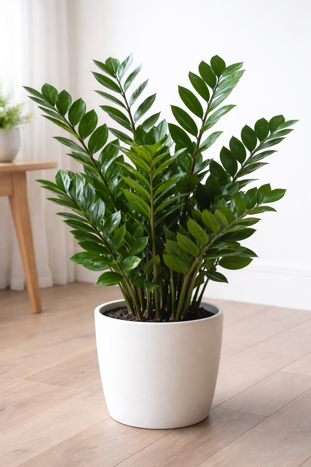 Imagem de uma zamioculca saudável cultivada dentro de casa, com folhas verdes brilhantes e estrutura resistente, ideal para ambientes internos e apartamentos.