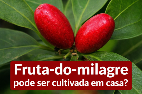 Fruta-do-milagre em destaque, conhecida por alterar temporariamente o paladar humano devido à miraculina.