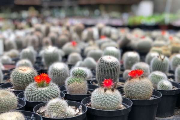 cactos como exemplo de plantas adaptadas à sobrevivência sem água