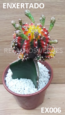 Acervo pessoal Retalhos Verfdes