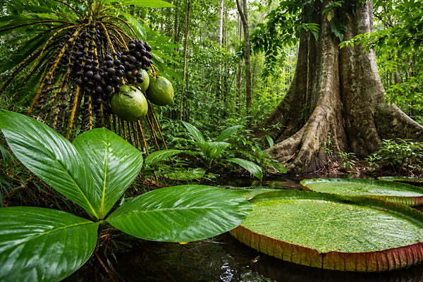 Estudos científicos mostram que plantas da Amazônia estão alterando crescimento e fisiologia para sobreviver ao novo clima. Entenda o que está mudando.
