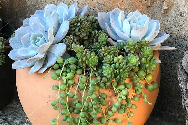 Suculentas cultivadas dentro de casa em vaso de barro com boa drenagem