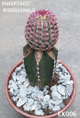 Acervo pessoal Retalhos Verfdes