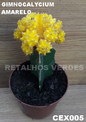 Acervo pessoal Retalhos Verfdes