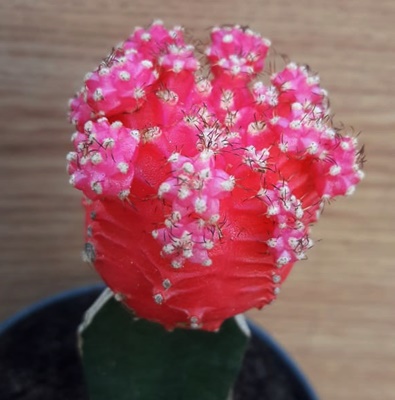 Acervo pessoal Retalhos Verfdes