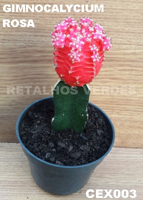 Acervo pessoal Retalhos Verfdes