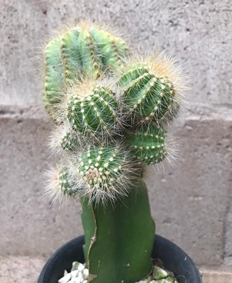 Acervo pessoal Retalhos Verfdes