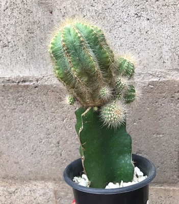 Acervo pessoal Retalhos Verfdes