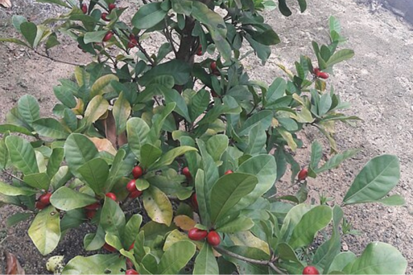 Fruta do milagre pode ser cultivada em vasos dentro de casa.