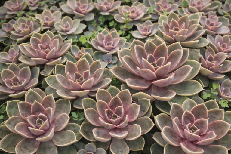 Echeveria Duchess of Nuremberg cultivada em grupo, com rosetas rosadas e acinzentadas em bandeja de suculentas