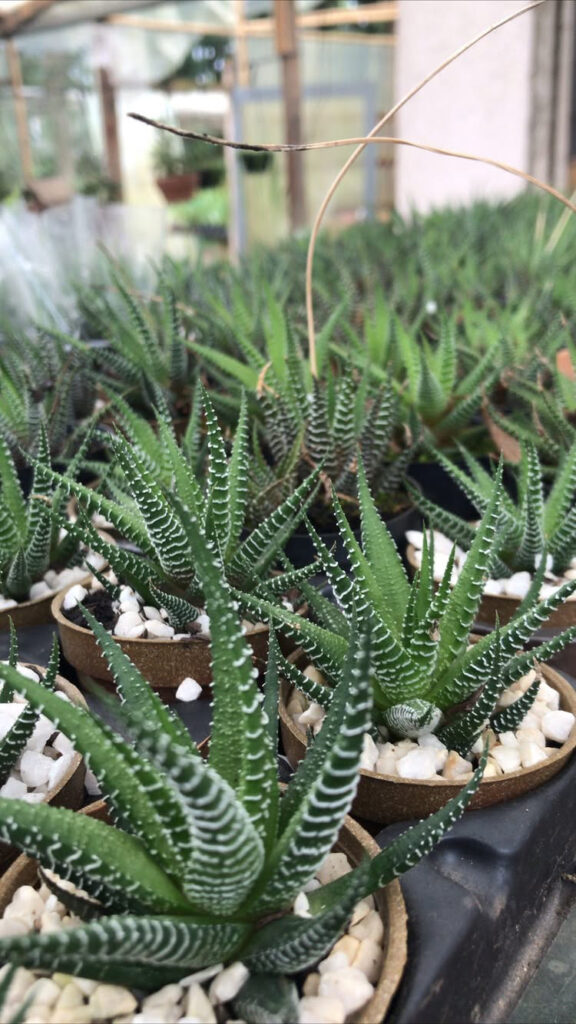 Haworthia fasciata (zebrina) exótica e resistente