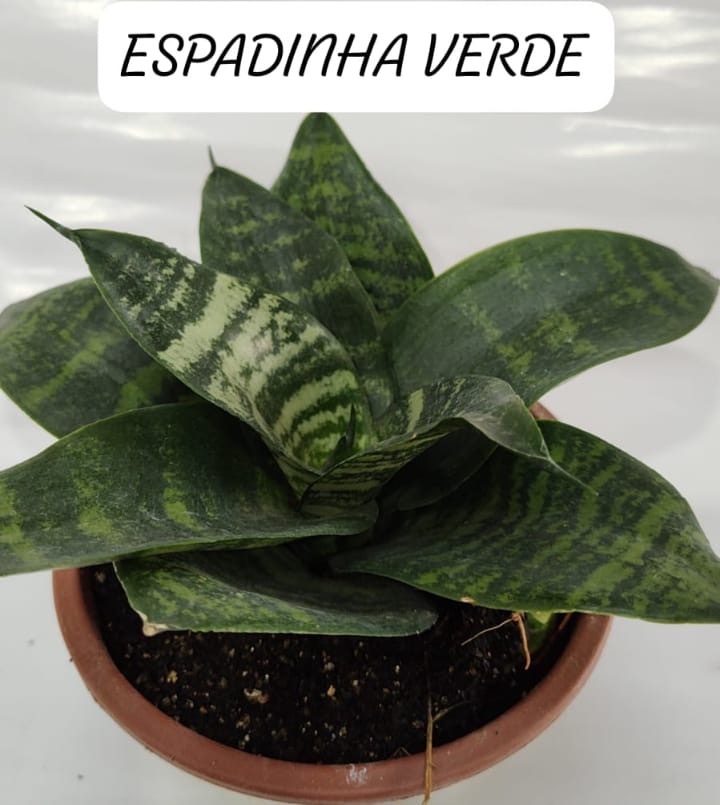 espadinha verde anã decorativa e purificadora de ar