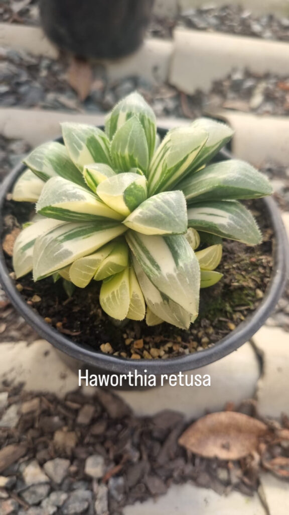 haworthia retusa variegata uma raridade