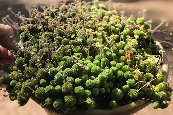 Monanthes polyphylla suculenta botânica formando colônias densas