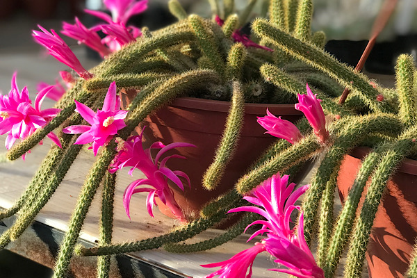 Cacto rabo-de-rato com flores rosa em vaso suspenso