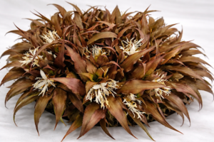 cryptanthus planta tropical para ambientes bem iluminados dentro de casa
