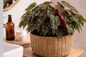 Begônia cultivada em banheiro com alta umidade e luz indireta
