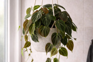 philodendron micans cultivado em banheiro com alta umidade e iluminação difusa