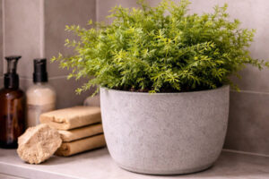 selaginella kraussiana em ambiente interno úmido com pouca luz direta