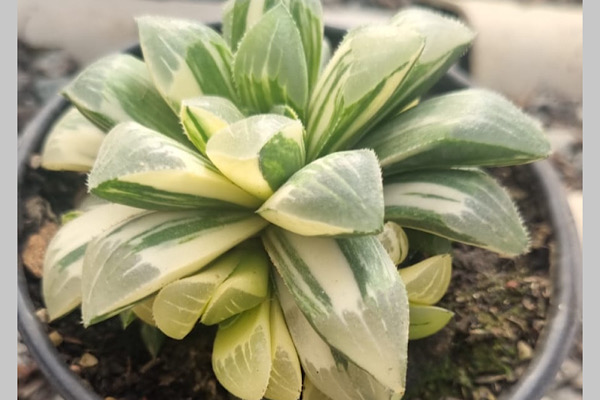 haworthia suculenta para dentro de casa em vaso com luz indireta