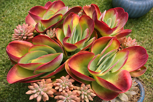 Kalanchoe thyrsiflora orelha-de-elefante com folhas largas verdes e bordas vermelhas intensas cultivada ao sol