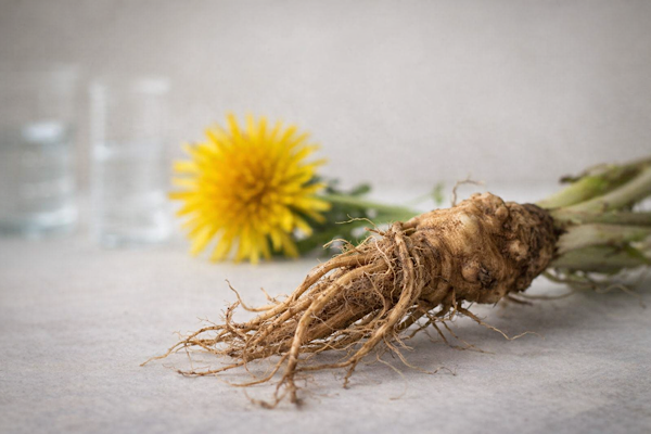 Raiz de dente-de-leão utilizada em estudo científico sobre células cancerígenas