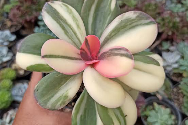 Crassula Primadonna Variegata com folhas verde e creme e centro rosado cultivada em vaso