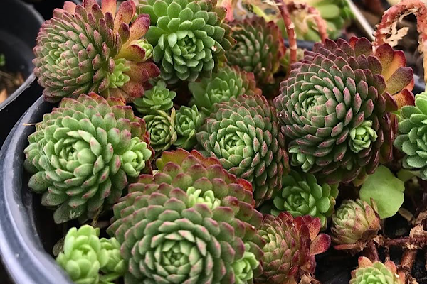Sempervivum tectorum cultivado em vaso raso com rosetas compactas
