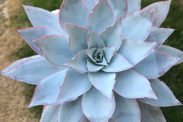 Echeveria cante azul com bordas rosadas vista de cima em vaso