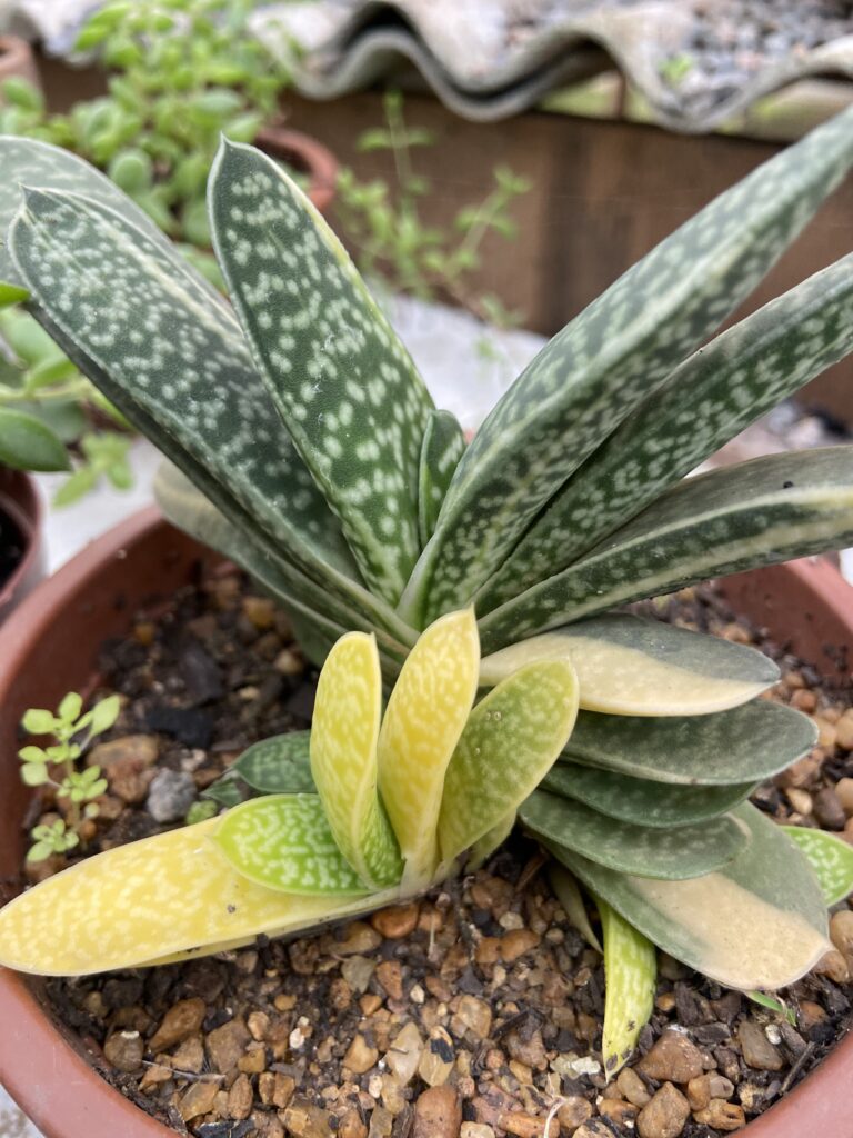 Gasterias variegata uma beleza diferente