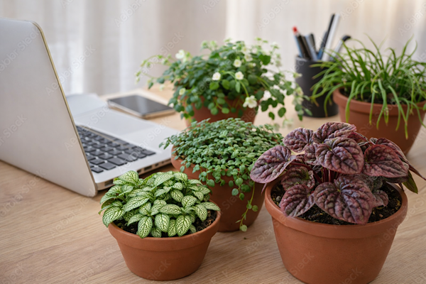 plantas pequenas decorando mesa de home office com fittonia peperomia e pilea em ambiente de trabalho