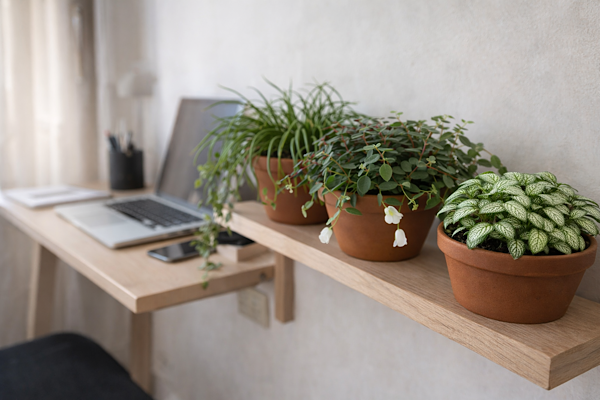 Plantas para home office produtivo em mesa de escritório com espécies compactas de interior