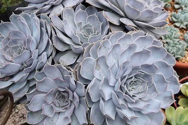 Echeveria lilacina: a suculenta fantasma de tons prateados que encanta colecionadores