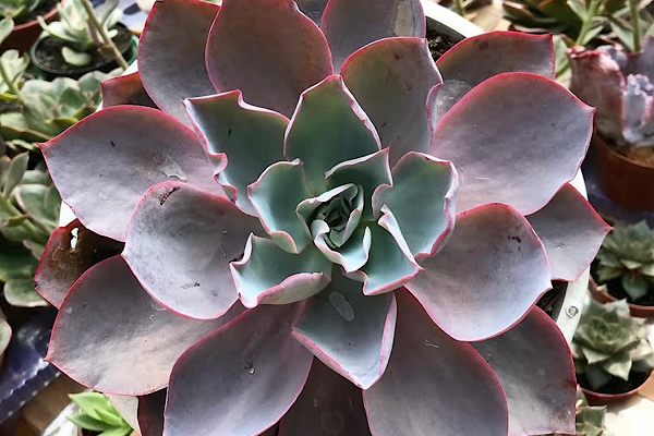 Echeveria ‘Afterglow’: a suculenta gigante de tons lilases