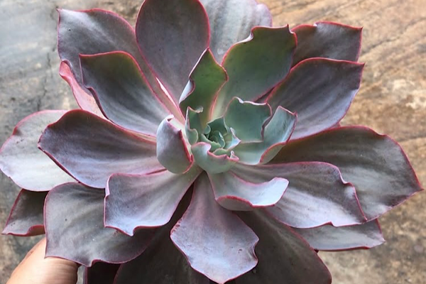 Echeveria Afterglow suculenta grande com folhas rosadas e bordas lilás formando roseta aberta