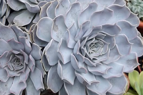 Echeveria lilacina suculenta com roseta simétrica e folhas lilás acinzentadas cultivada em vaso