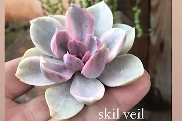 echeveria skil veil em plena coloração