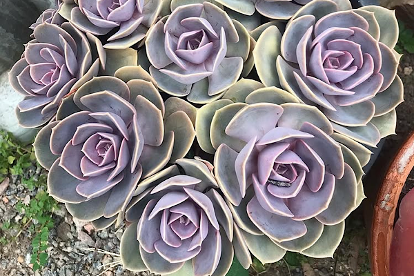 colônia de echeveria perle