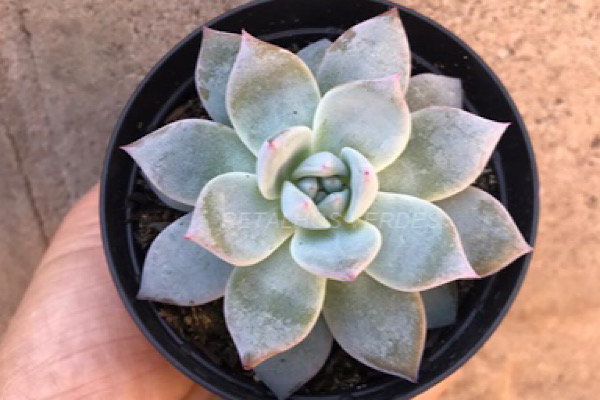Echeveria Blue Bird suculenta de folhas azuladas com bordas rosadas formando roseta compacta