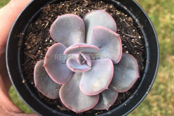 Echeveria Dusty Rose suculenta com folhas rosadas e roseta elegante cultivada em vaso