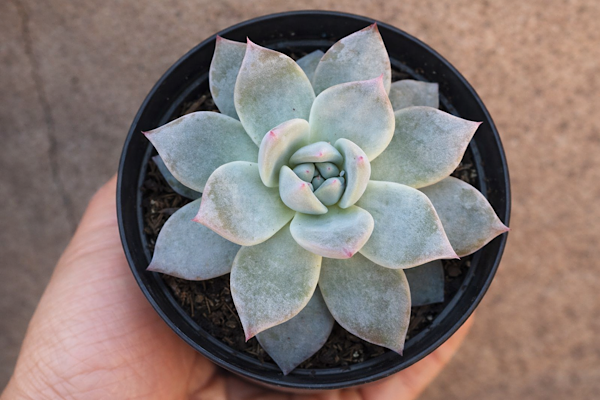 Echeveria Blue Bird com folhas azuladas e bordas rosadas em vaso