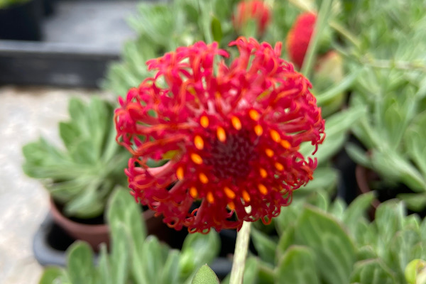 flor do senecio obovatus vermelha com estames amarelos em suculenta ornamental
