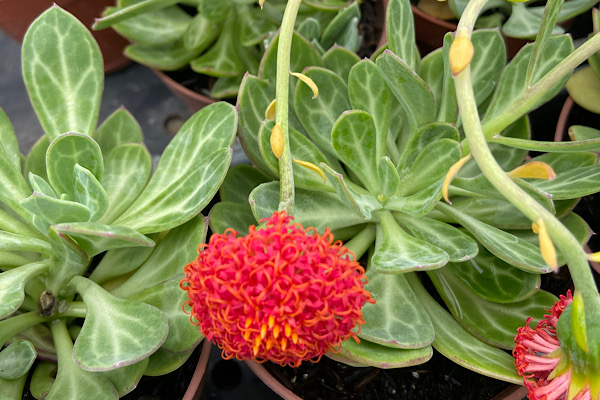 senecio obovatus suculenta com flores vermelhas e folhas verdes desenhadas