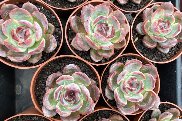 Echeveria Dark Opal: o híbrido ornamental de cores encantadoras