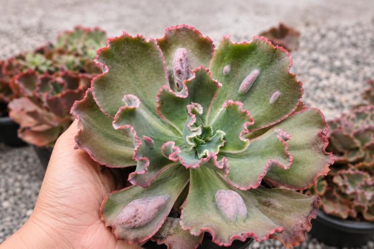 Echeveria Virginia Lee e sua beleza exótica.