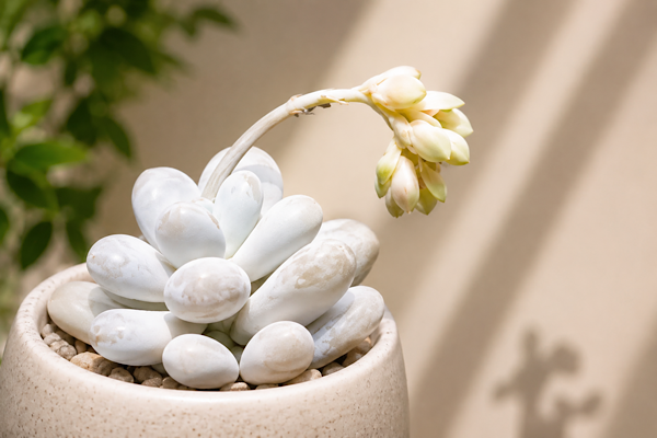 Pachyphytum oviferum: a suculenta “pedra de lua” que transforma ambientes internos