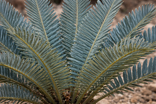 folhas da dion edule em close com textura rígida e coloração azulada