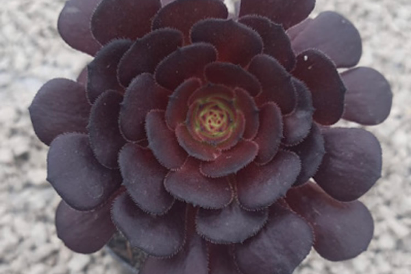 aeonium morticia suculenta rara com folhas escuras em roseta detalhada