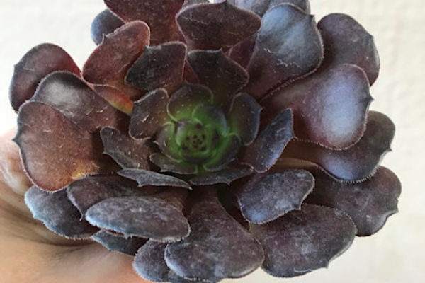 aeonium morticia em close com roseta escura e centro esverdeado em alta definição