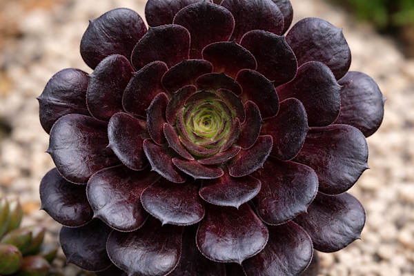 aeonium morticia em close com roseta escura e centro esverdeado em alta definição